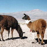 Uyuni - Alota Lamas